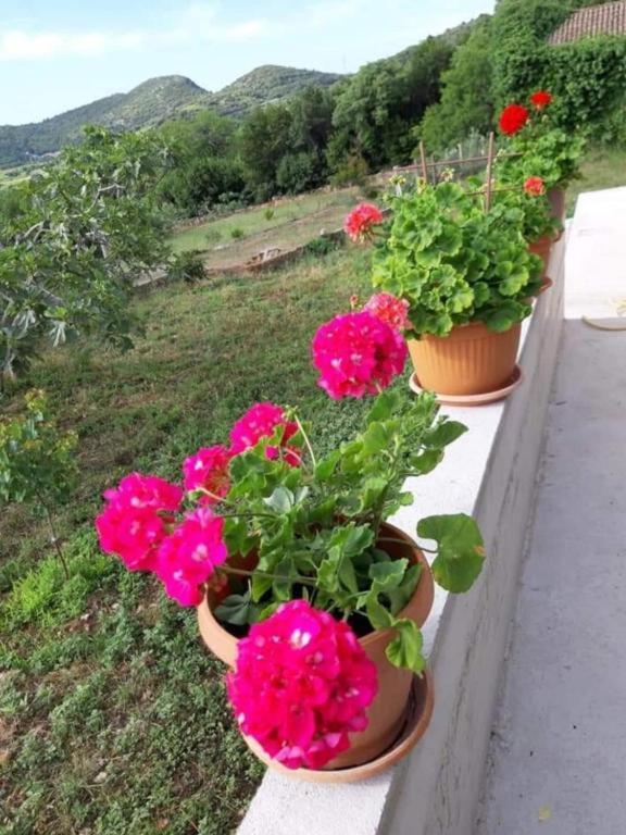 Gardenia House Villa Janjina Ngoại thất bức ảnh